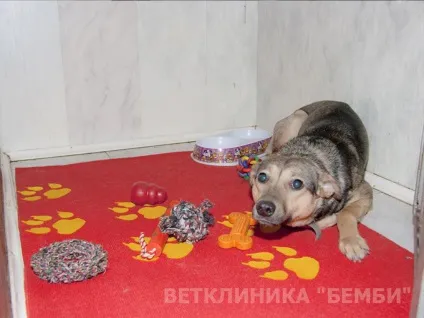 Стаціонар для тварин (собак, кішок) - «ЦЕВМ Бембі» (тварин) Стаціонар для тварин (собак, кішок) - «ЦЕВМ Бембі»