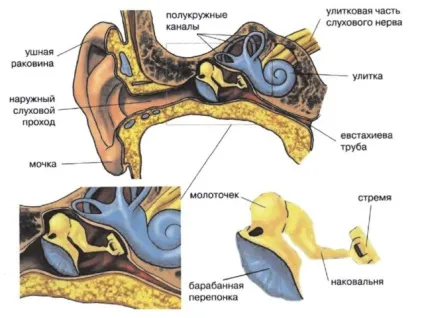 Середнє вухо будова, анатомія, захворювання (захворювання) Середнє вухо будова, анатомія, захворювання