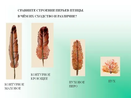 Порівняйте будову пір'я птаха - презентація 5625-12 (Порівняйте будову пір'я птаха) Порівняйте будову пір'я птаха - презентація 5625-12