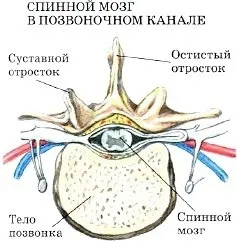 будова скелета
