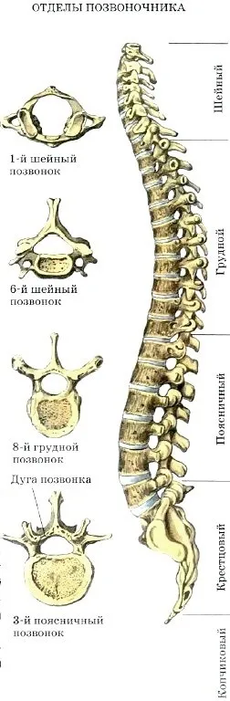 будова скелета