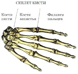 будова скелета