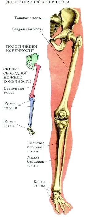 будова скелета