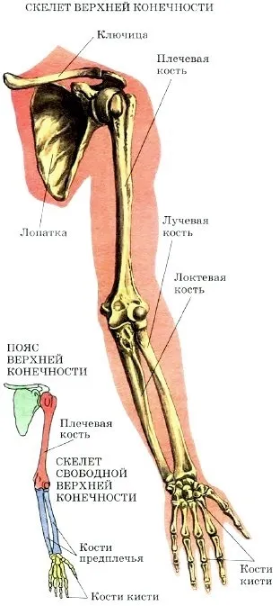будова скелета