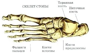 будова скелета