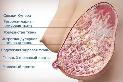 Будова молочної залози все від а до я (залози) Будова молочної залози все від а до я