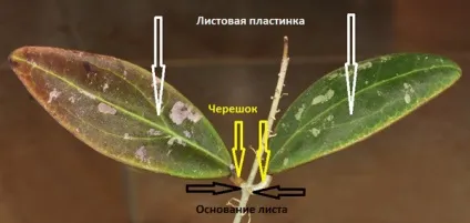 Стебла, листя