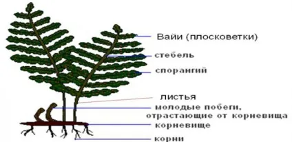 будова папороті