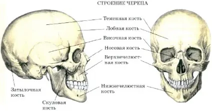 будова скелета