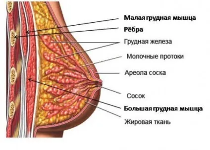 Будова грудей і соска у жінок з чого складається молочна залоза - анатомія і розташування (соска) Будова грудей і соска у жінок з чого складається молочна залоза - анатомія і розташування