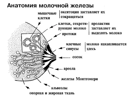 Будова молочної залози все від а до я (будова) Будова молочної залози все від а до я