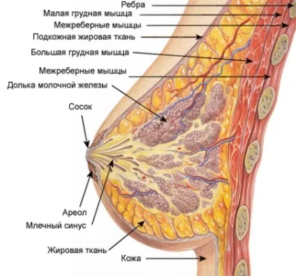 Будова молочної залози все від а до я (молочної) Будова молочної залози все від а до я