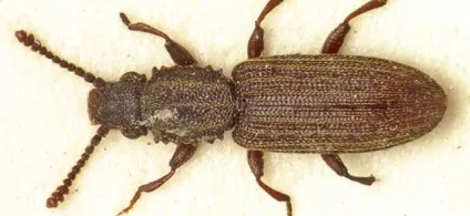 Суринамський борошноїд як позбутися, фото oryzaephilus surinamensis (суринамский) Суринамський борошноїд як позбутися, фото oryzaephilus surinamensis