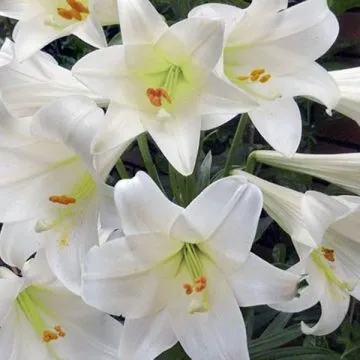 Весільні зачіски з квітами, які вибрати