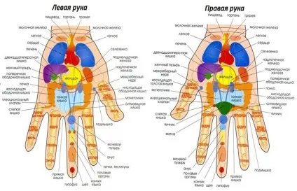 Схема акупунктурних точок на руках, що відповідають за органи і від головного болю (точки на руці від головного болю) Схема акупунктурних точок на руках, що відповідають за органи і від головного болю