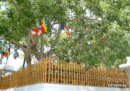 Святе дерево Джая шрі маха бодхи (sri maha bodhi) опис і фото (священне дерево Джая шрі маха бодхи) Святе дерево Джая шрі маха бодхи (sri maha bodhi) опис і фото