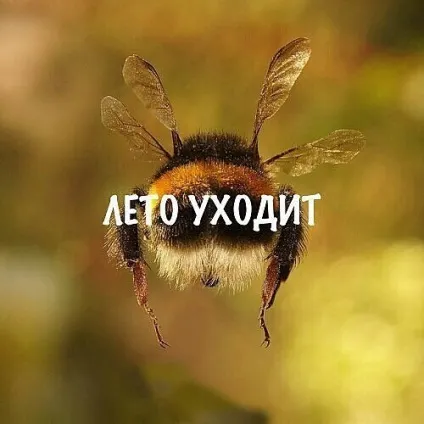 Весільний салон г