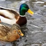 Види домашніх качок фото і назва (домашніх) Види домашніх качок фото і назва