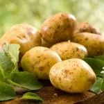 Вирощування помідорів по методу і м маслова, посадка (вказані даній статті) Вирощування помідорів по методу і м маслова, посадка