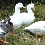 Види домашніх качок фото і назва (фото) Види домашніх качок фото і назва