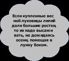 Вирощування лілій умови, вимоги (висаджувати) Вирощування лілій умови, вимоги