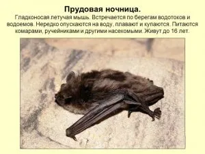Види кажанів лиликові