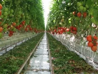 Вирощування помідорів по методу і м маслова, посадка (вказані даній статті) Вирощування помідорів по методу і м маслова, посадка