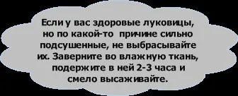Вирощування лілій умови, вимоги (третя) Вирощування лілій умови, вимоги