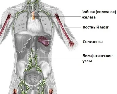 Тимус - що це таке, її будова, розташування, функції і хвороби (розташування) Тимус - що це таке, її будова, розташування, функції і хвороби