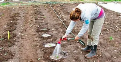 Вирощування помідорів по методу і м маслова, посадка (Грунтуючись метод Маслова) Вирощування помідорів по методу і м маслова, посадка