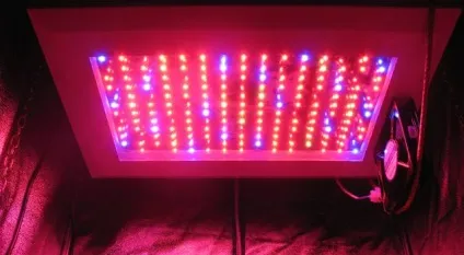 Вирощування конопель в гроубокса - led світлодіоди (індаур) Вирощування конопель в гроубокса - led світлодіоди