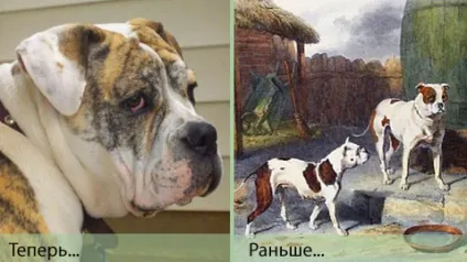 Вимерлі породи собак - статті - компанія фауна (Шерсть коротка хвіст) Вимерлі породи собак - статті - компанія фауна