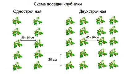 Вирощування полуниці бізнес, домашній бізнес (бізнес) Вирощування полуниці бізнес, домашній бізнес