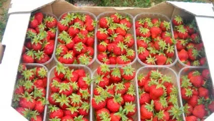 Вирощування полуниці бізнес, домашній бізнес (вирощування) Вирощування полуниці бізнес, домашній бізнес