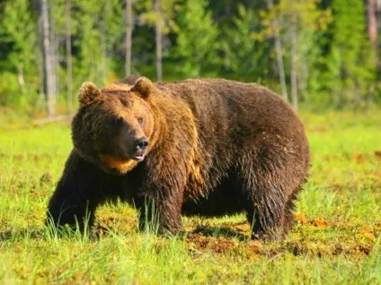 Види ведмедів, анатомія, спосіб життя, розмноження (образ) Види ведмедів, анатомія, спосіб життя, розмноження
