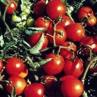 Томат помідори иришка, карась, кармін (кармін) Томат помідори иришка, карась, кармін