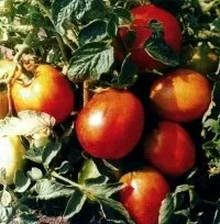 Томат помідори иришка, карась, кармін (томат) Томат помідори иришка, карась, кармін