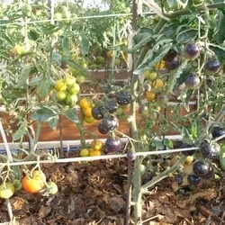 Томат чорна гроно опис, відгуки, фото, характеристика (гроно) Томат чорна гроно опис, відгуки, фото, характеристика