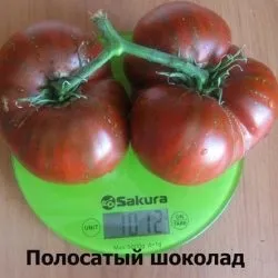Томат смугастий шоколад відгуки, врожайність і опис сорту, фото куща (смугастий) Томат смугастий шоколад відгуки, врожайність і опис сорту, фото куща