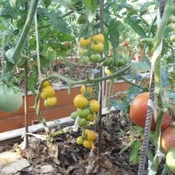 Томат чорна гроно опис, відгуки, фото, характеристика (опис) Томат чорна гроно опис, відгуки, фото, характеристика