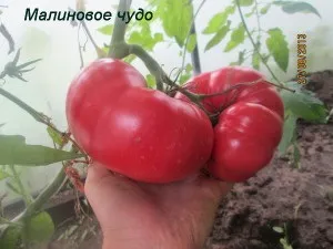 Томати «малинове диво»