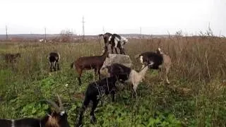 Тоггенбургской кози опис породи (породи) Тоггенбургской кози опис породи