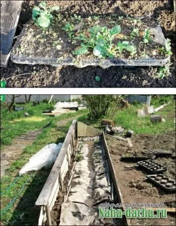 Технологія вирощування картоплі під плівкою (плівкою) Технологія вирощування картоплі під плівкою
