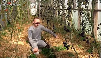 Томати чорна гроно