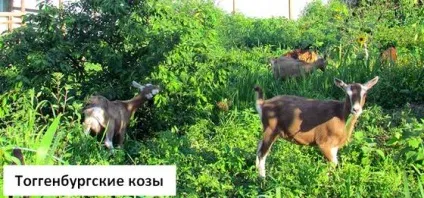 Тоггенбургской порода кіз (зміст) Тоггенбургской порода кіз