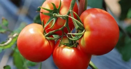 Томат снігопад f1 опис та відгуки, любов, иришка, корнабель, Керас, Айвенго, насіння помідор, (томат) Томат снігопад f1 опис та відгуки, любов, иришка, корнабель, Керас, Айвенго, насіння помідор,