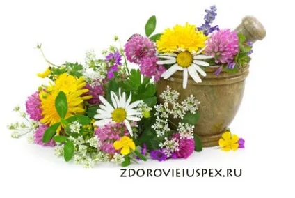 Трави для лікування печінки (їжі Водна настоянка) Трави для лікування печінки