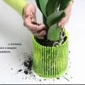 Добрива для орхідей фаленопсис вибір і підгодівля, відео та фото (підгодівля) Добрива для орхідей фаленопсис вибір і підгодівля, відео та фото
