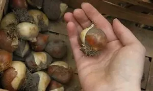Тюльпани вирощуємо по-справжньому королівський квітка - cельхозпортал (тюльпани) Тюльпани вирощуємо по-справжньому королівський квітка - cельхозпортал