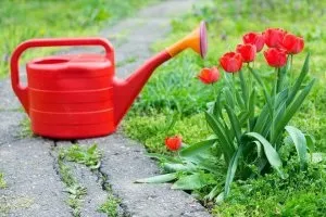 Тюльпани вирощуємо по-справжньому королівський квітка - cельхозпортал (тюльпани) Тюльпани вирощуємо по-справжньому королівський квітка - cельхозпортал